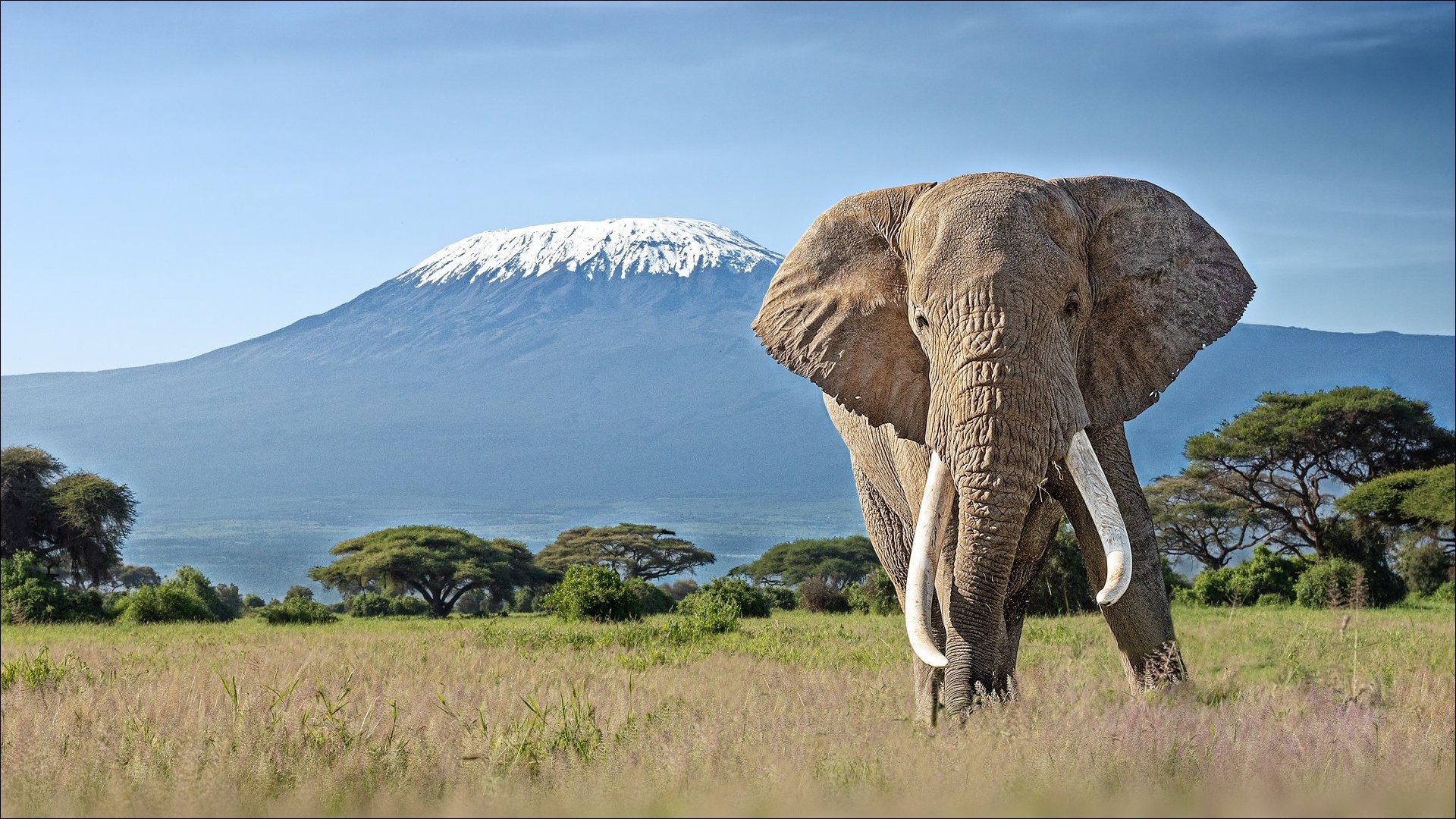 HD PC desktop wallpaper of an animal: an African bush elephant walking toward the viewer across a savanna with Mount Kilimanjaro in the background.