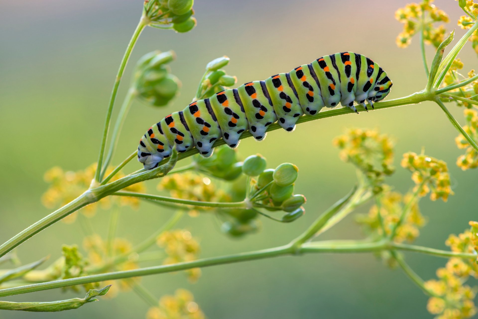 Download Animal Caterpillar 4k Ultra HD Wallpaper