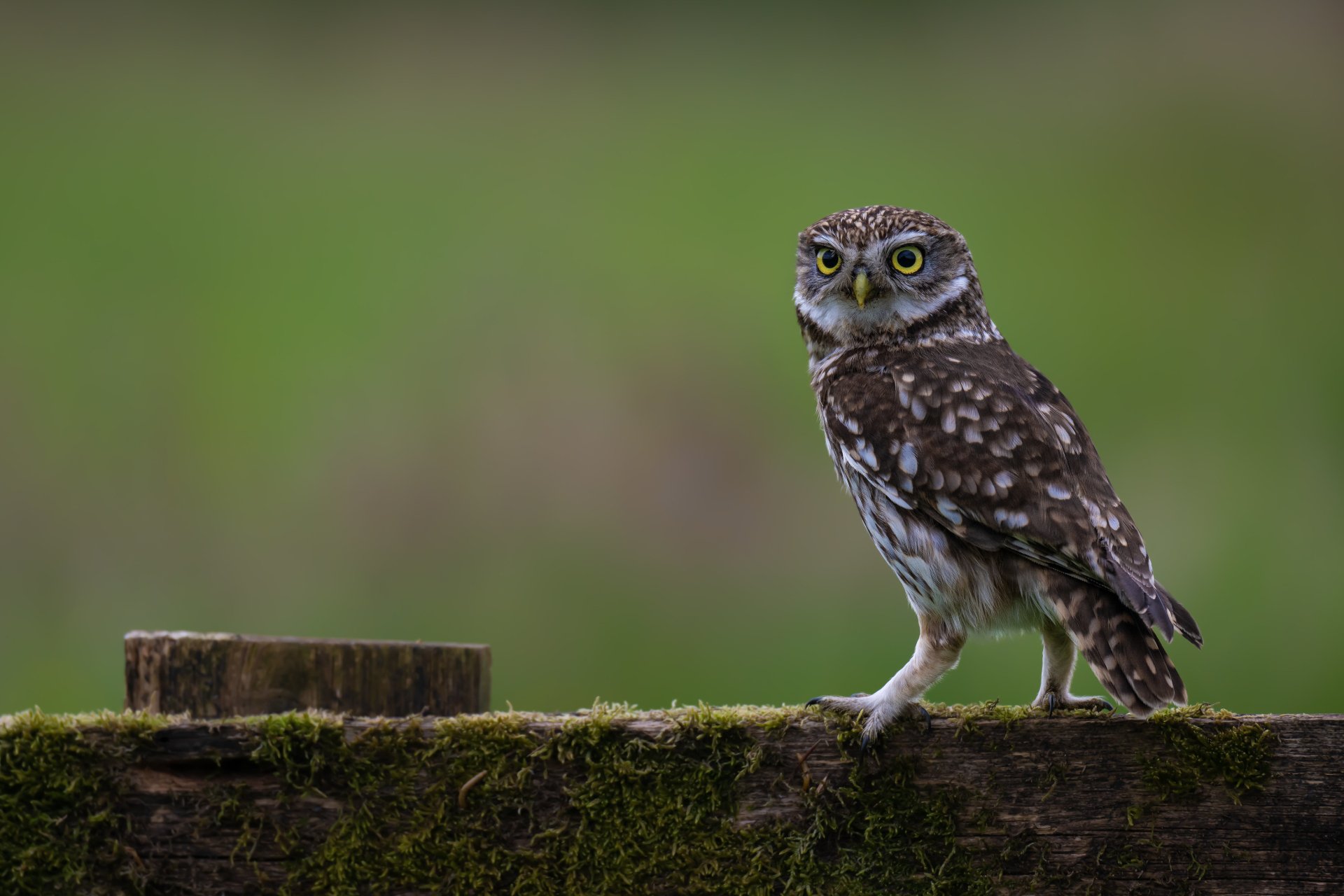 Download Animal Owl 4k Ultra HD Wallpaper