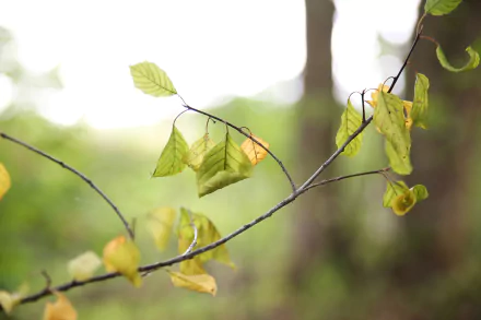 photography nature HD Desktop Wallpaper | Background Image