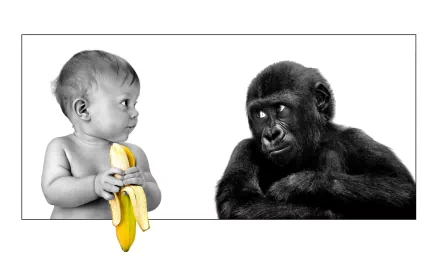 An HD desktop wallpaper and background featuring a humorous scene with a baby holding a banana, staring curiously at a monkey. The contrasting expressions add a touch of whimsy to the black-and-white image.