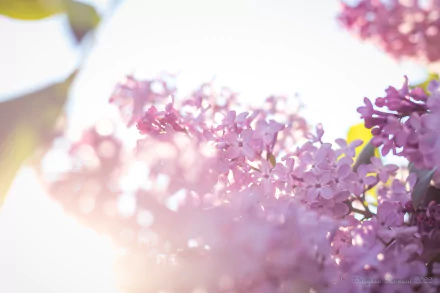 nature lilac HD Desktop Wallpaper | Background Image