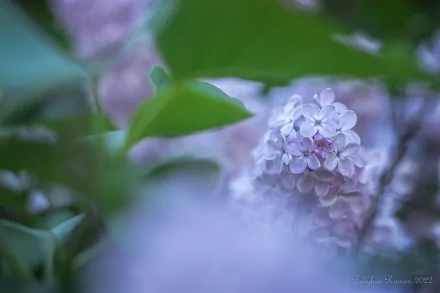 nature lilac HD Desktop Wallpaper | Background Image