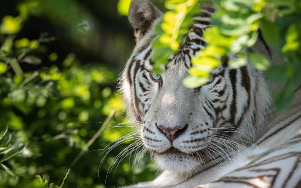 Animal white tiger HD Desktop Wallpaper | Background Image