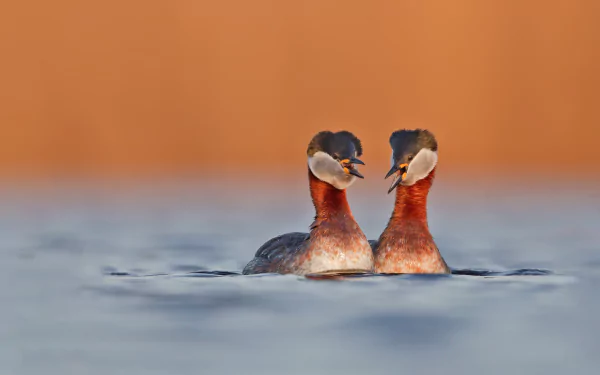 Red-necked Grebes (Podiceps grisegena) in Germany by Edo van Uchelen