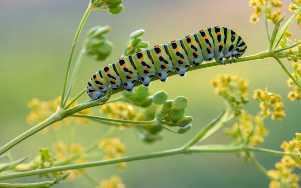Animal caterpillar HD Desktop Wallpaper | Background Image