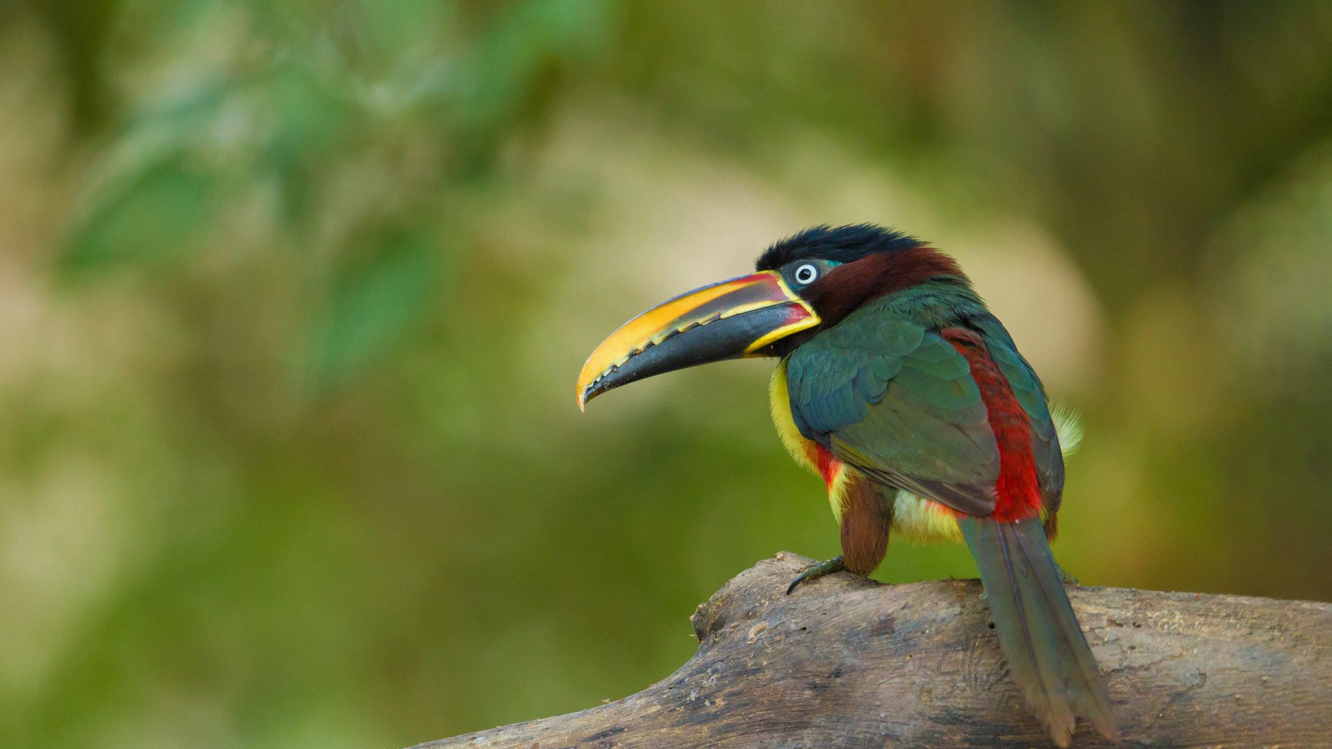 Download Chestnut-eared Aracari Animal Toucan HD Wallpaper by Ana Gram