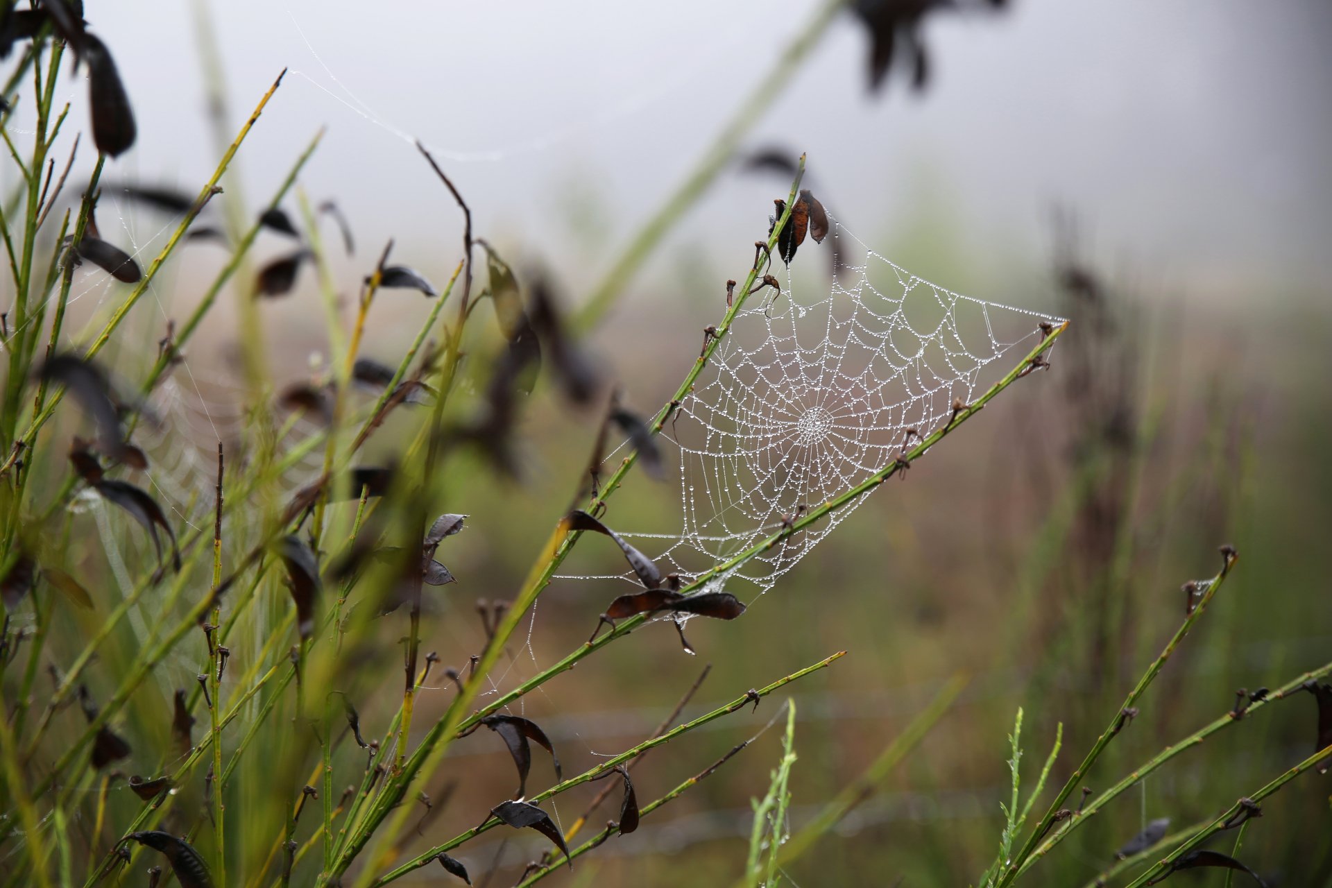 Web by Tommyboy42