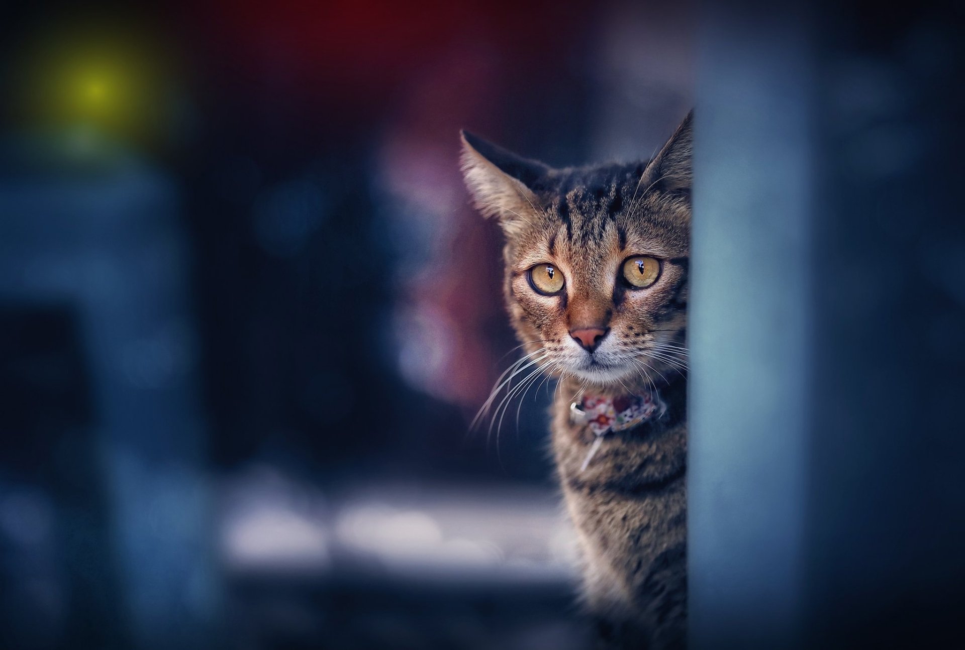 Download Animal Cat HD Wallpaper