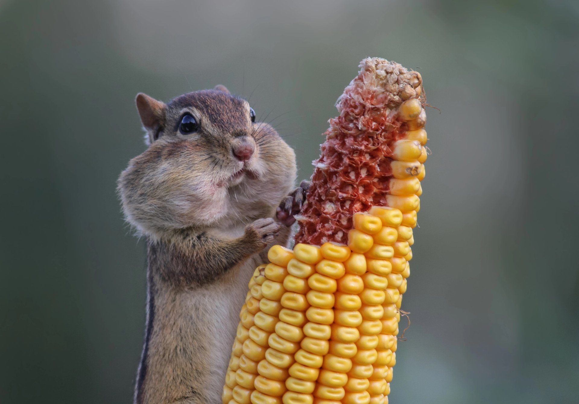 HD wallpaper of a chipmunk with puffed cheeks eating corn on the cob, set against a blurred background.