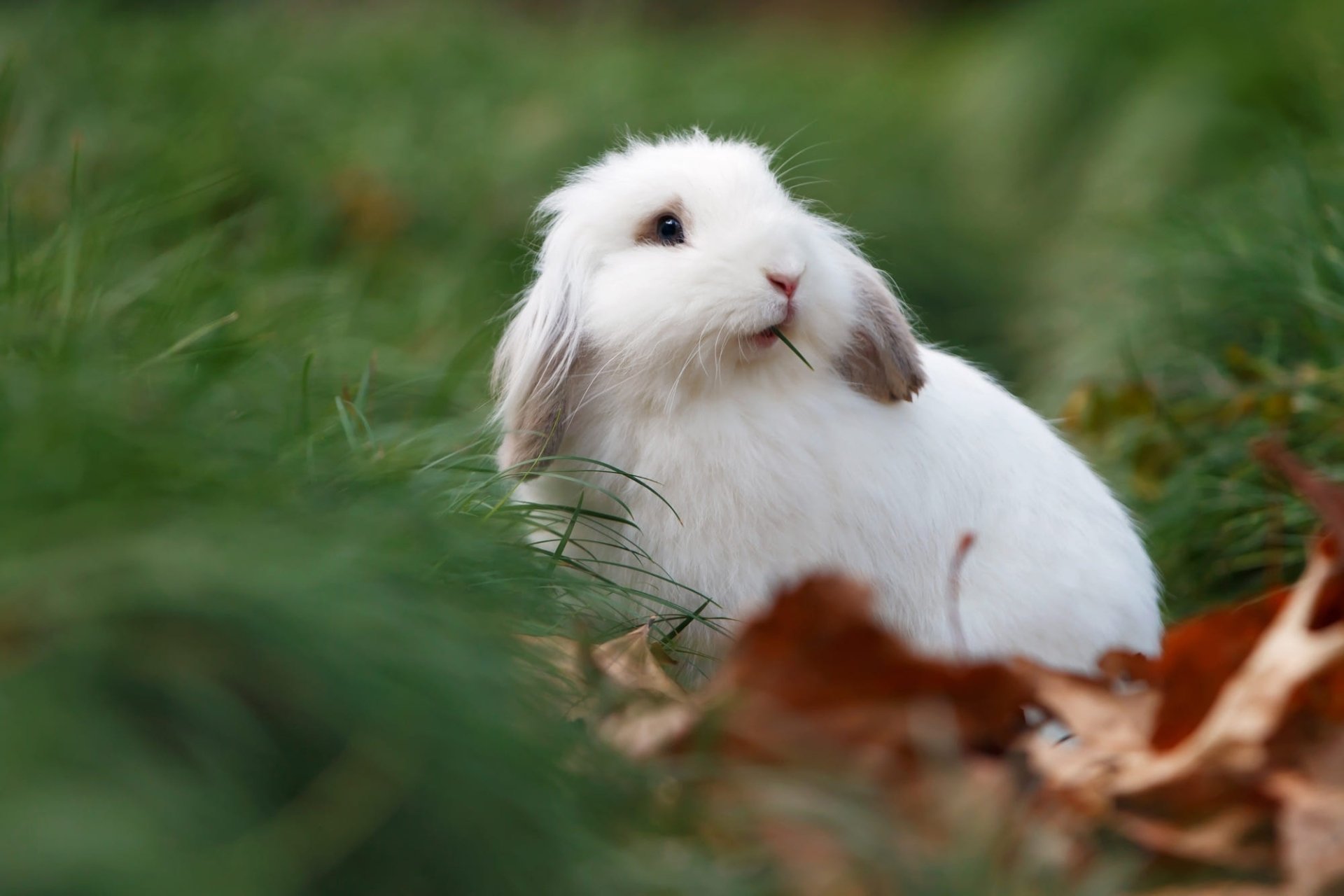 Download Animal Rabbit HD Wallpaper