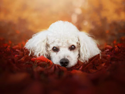 Animal poodle HD Desktop Wallpaper | Background Image