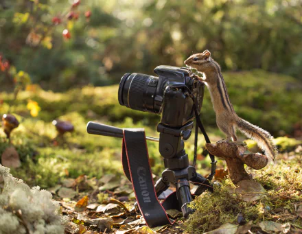 camera Animal chipmunk HD Desktop Wallpaper | Background Image