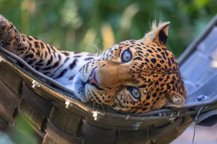 Animal leopard HD Desktop Wallpaper | Background Image