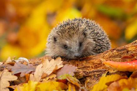 Animal hedgehog HD Desktop Wallpaper | Background Image