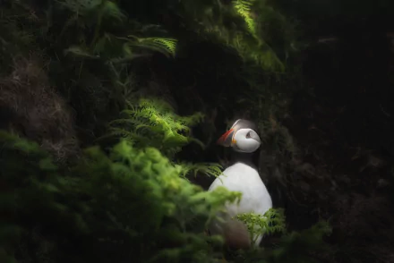 Animal puffin HD Desktop Wallpaper | Background Image