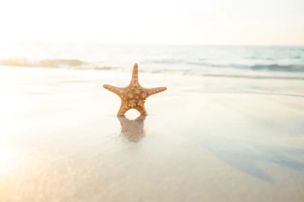 Animal starfish HD Desktop Wallpaper | Background Image