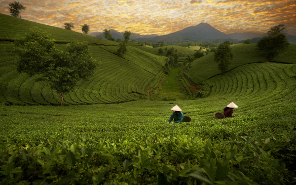 man made rice terrace terraced field HD Desktop Wallpaper | Background Image