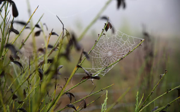  Web