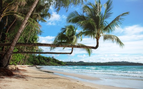 Nature Beach Palm Tree HD Wallpaper | Background Image
