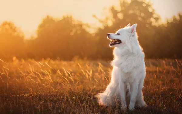 Animal spitz HD Desktop Wallpaper | Background Image