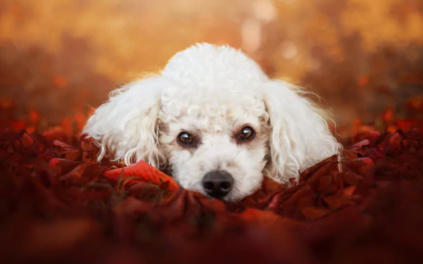 Animal poodle HD Desktop Wallpaper | Background Image