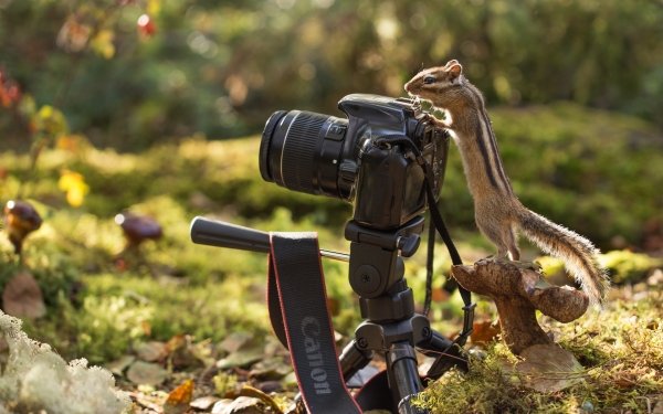 Animal Chipmunk Camera HD Wallpaper | Background Image