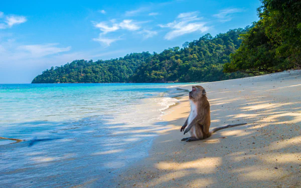 Animal monkey HD Desktop Wallpaper | Background Image
