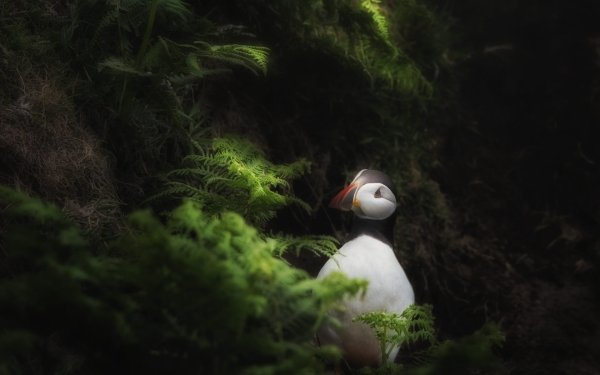 Animal Puffin Birds Seabirds HD Wallpaper | Background Image