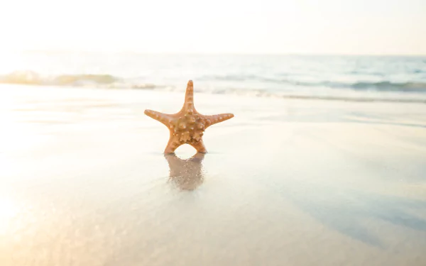 Animal starfish HD Desktop Wallpaper | Background Image