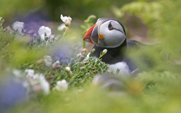 Animal puffin HD Desktop Wallpaper | Background Image