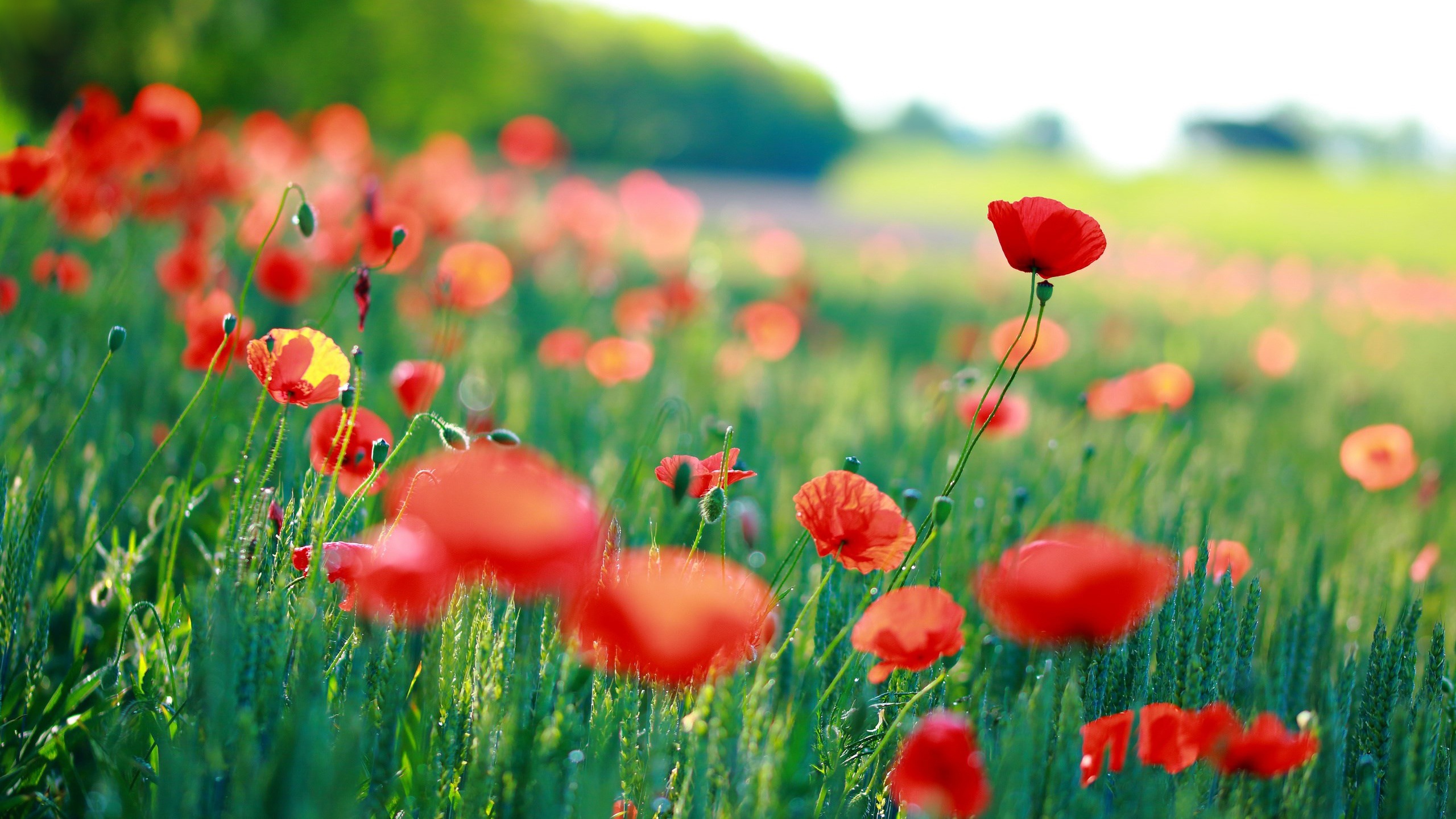 HD wallpaper A field of Red Poppies summer flowers green nature bloom   Wallpaper Flare