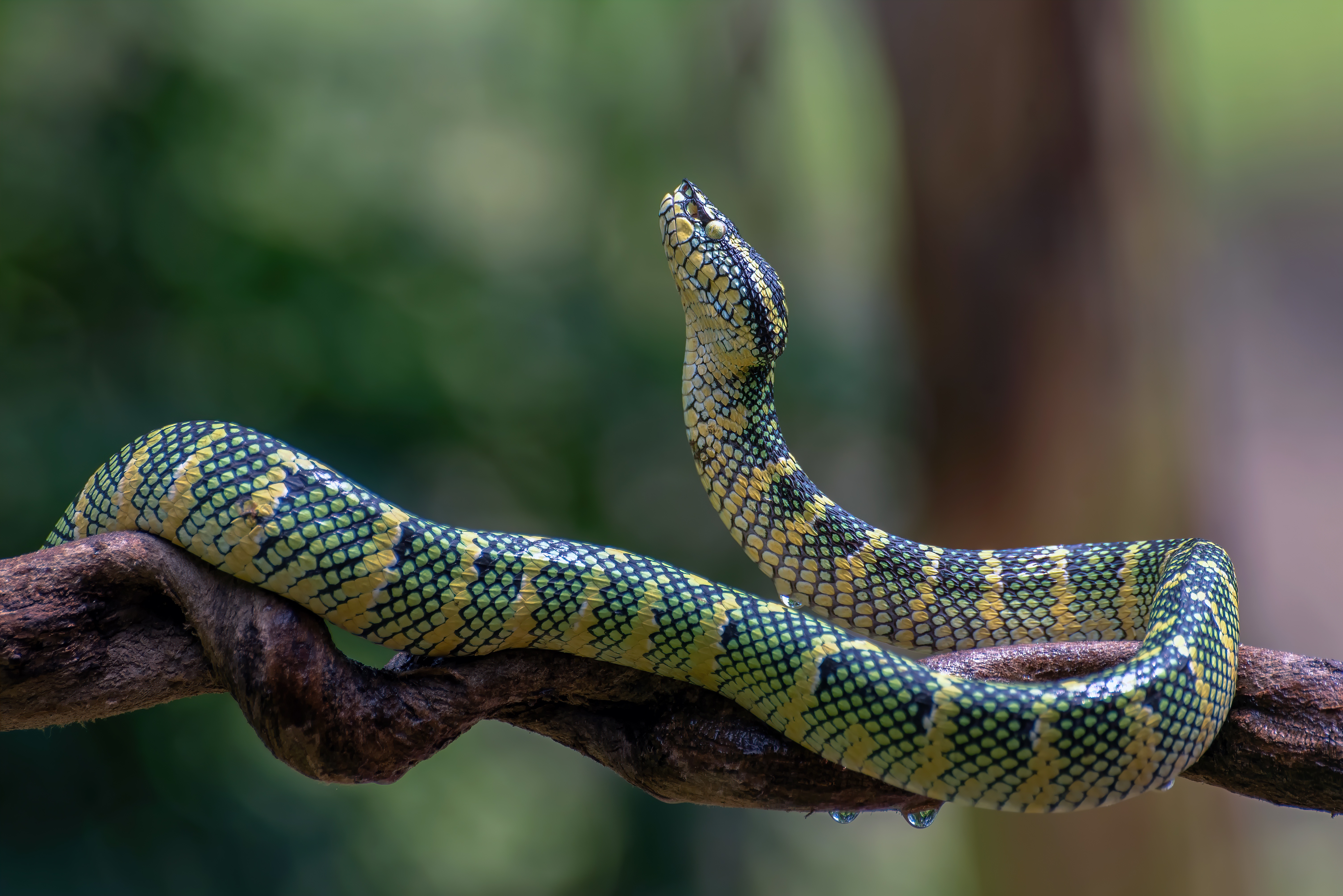 Look a snake. Полосатый питон. Питон змея. Полосатая змея. Полосатый удав.