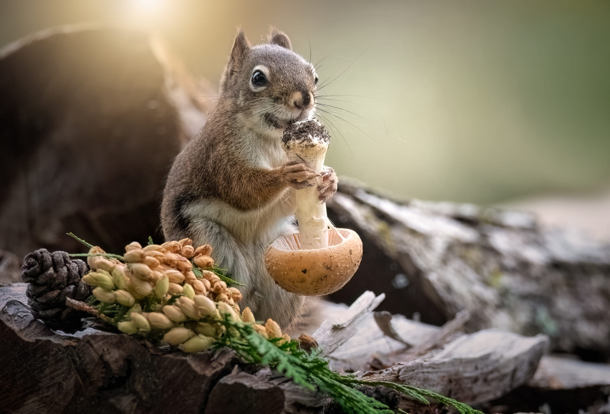 Animal Squirrel HD Wallpaper | Background Image