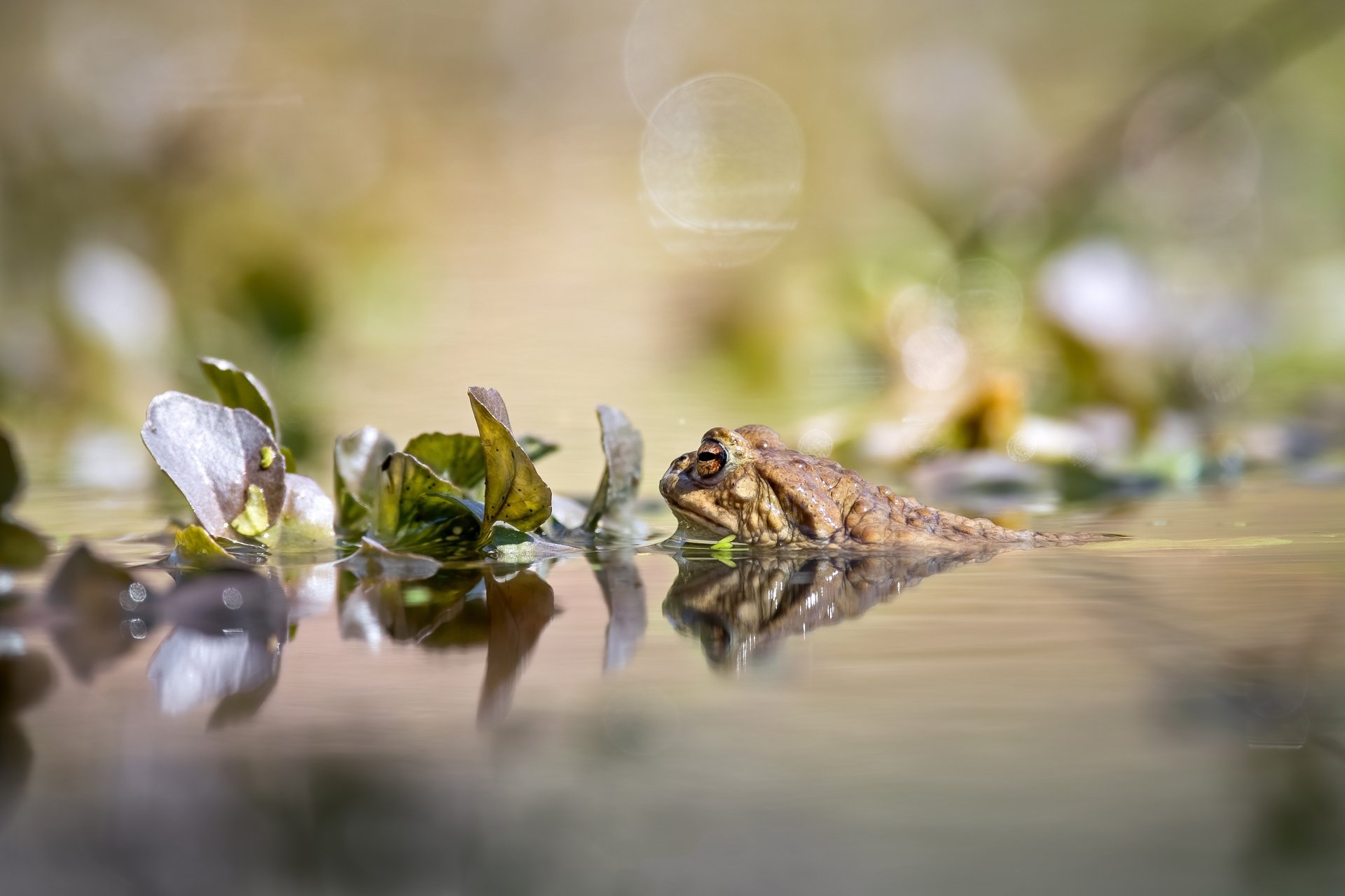 Download Animal Frog HD Wallpaper