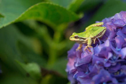 Animal frog HD Desktop Wallpaper | Background Image