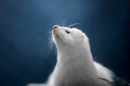 Animal ferret HD Desktop Wallpaper | Background Image