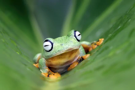 Animal frog HD Desktop Wallpaper | Background Image