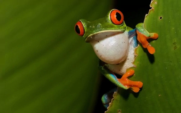 HD desktop wallpaper featuring a vibrant red-eyed tree frog clinging to a green leaf, showcasing its bright orange toes and striking eyes.