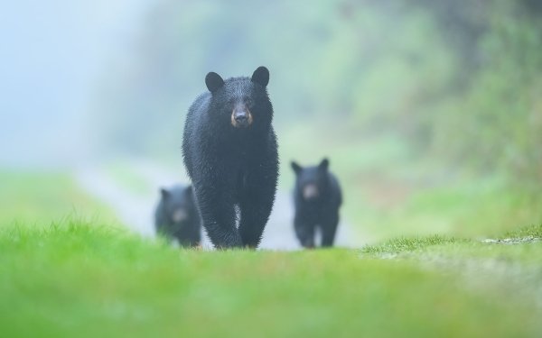 Animal Bear Bears HD Wallpaper | Background Image