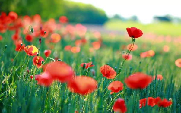 nature poppy HD Desktop Wallpaper | Background Image