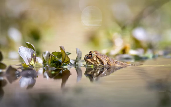 Animal frog HD Desktop Wallpaper | Background Image