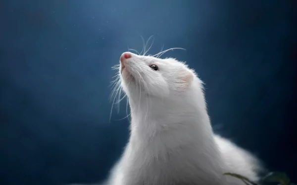 Animal ferret HD Desktop Wallpaper | Background Image