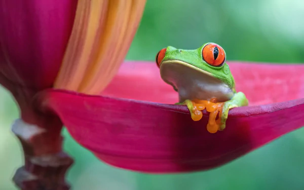 Close-up of a red-eyed tree frog resting on a vivid pink flower petal with soft green bokeh behind — HD PC desktop wallpaper and background.