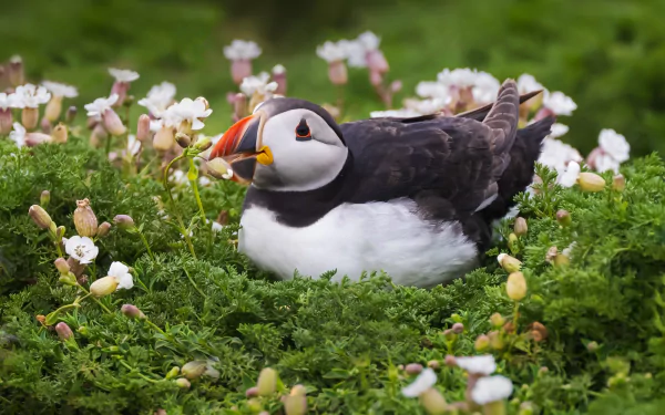 Animal puffin HD Desktop Wallpaper | Background Image