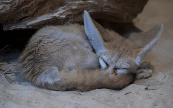 sleeping Animal fennec fox HD Desktop Wallpaper | Background Image