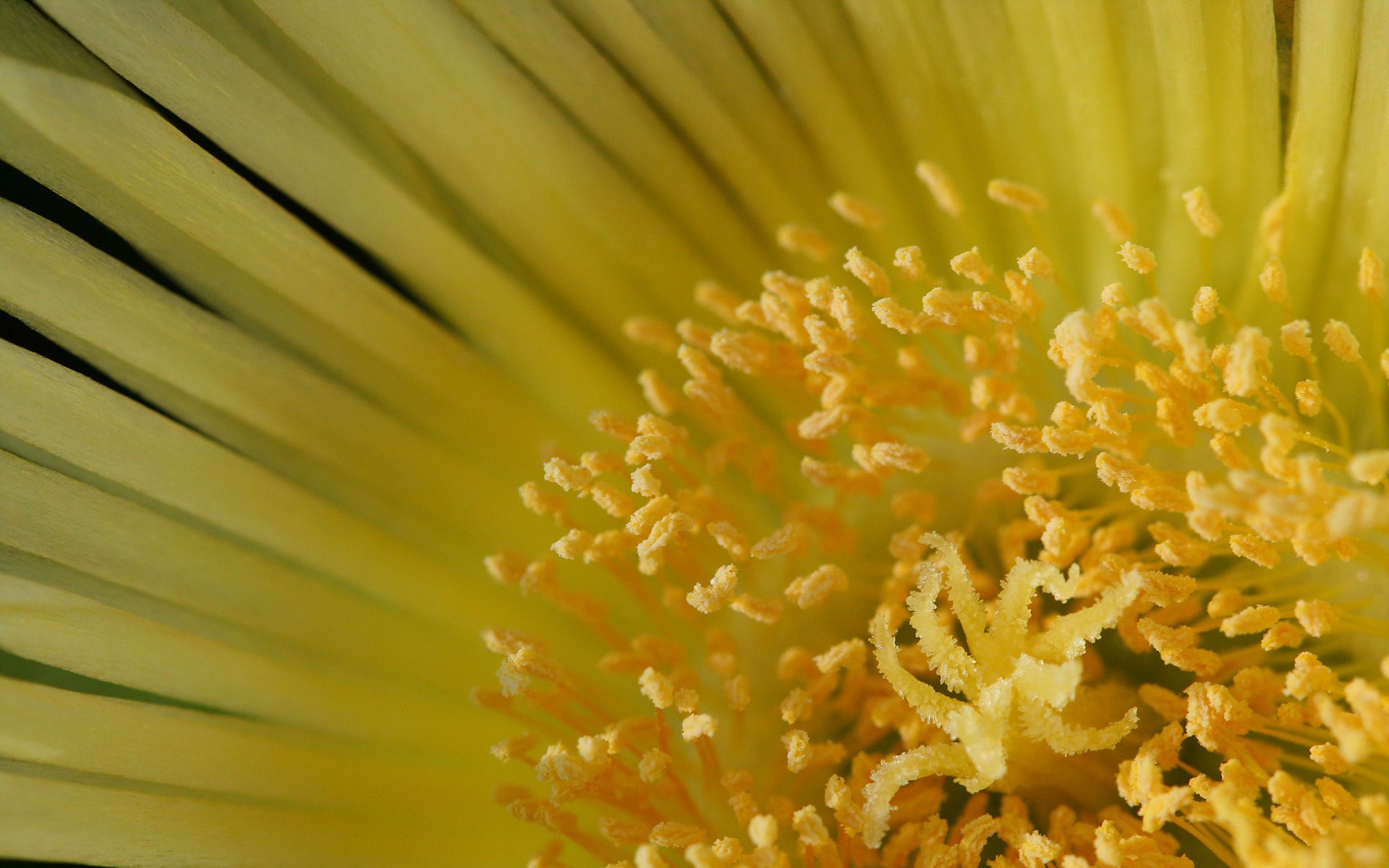 Close-up of a vibrant yellow flower, showcasing intricate details of its petals and stamens. This HD image serves as an eye-catching nature-themed desktop wallpaper.