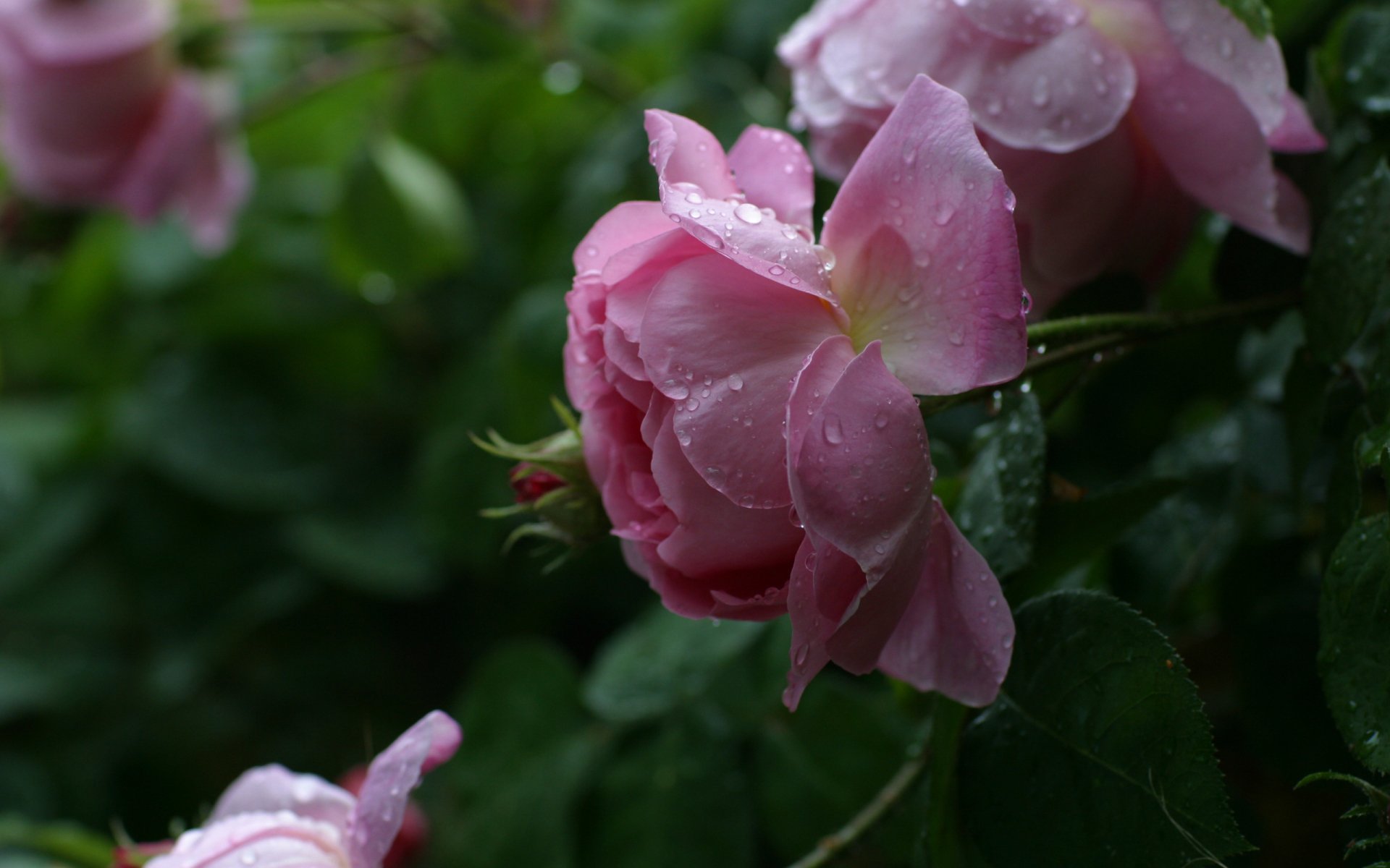 A serene close-up of pink roses adorned with raindrops, set against a lush green background, creating a calming nature wallpaper for any desktop.