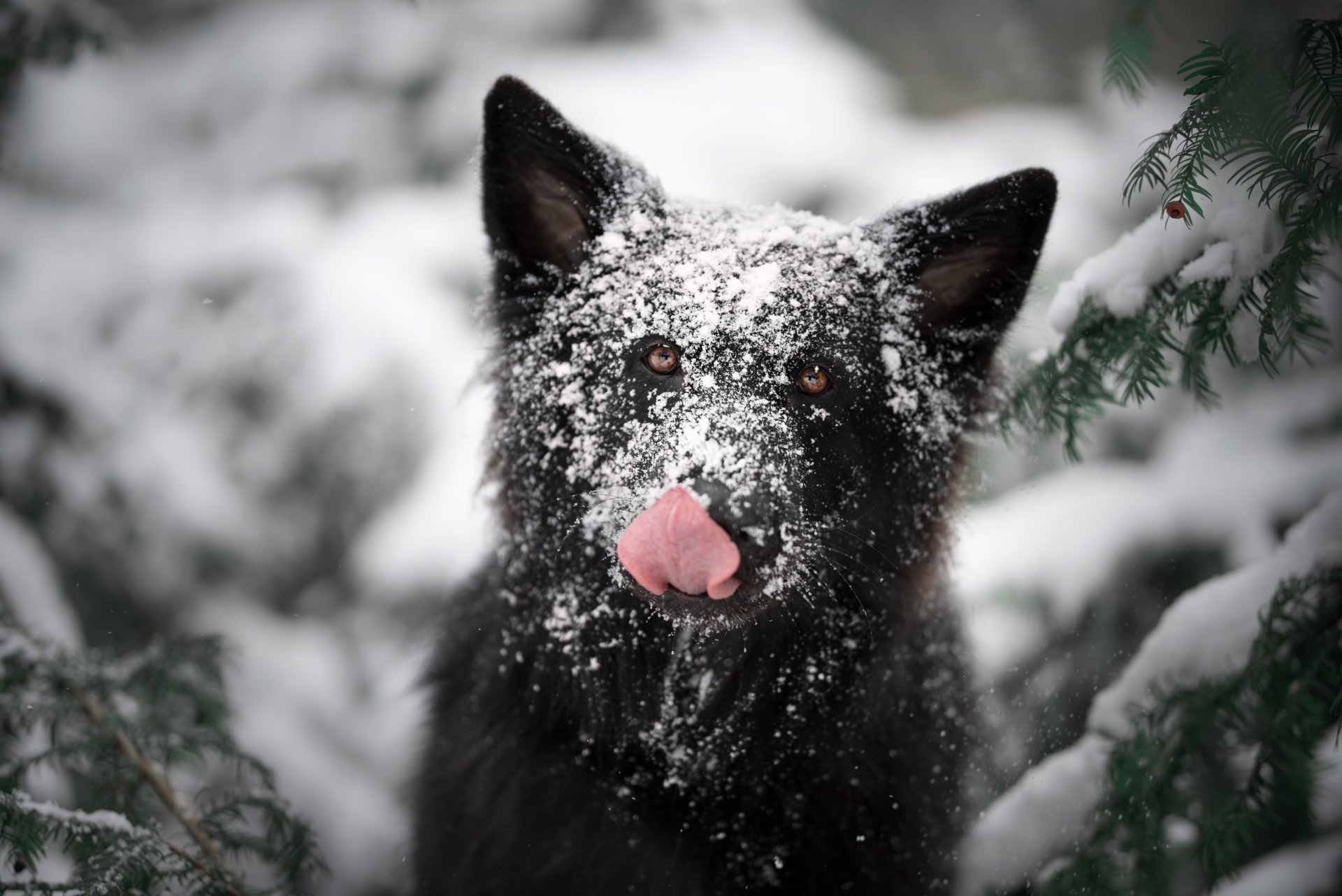 Download Animal German Shepherd 4k Ultra HD Wallpaper