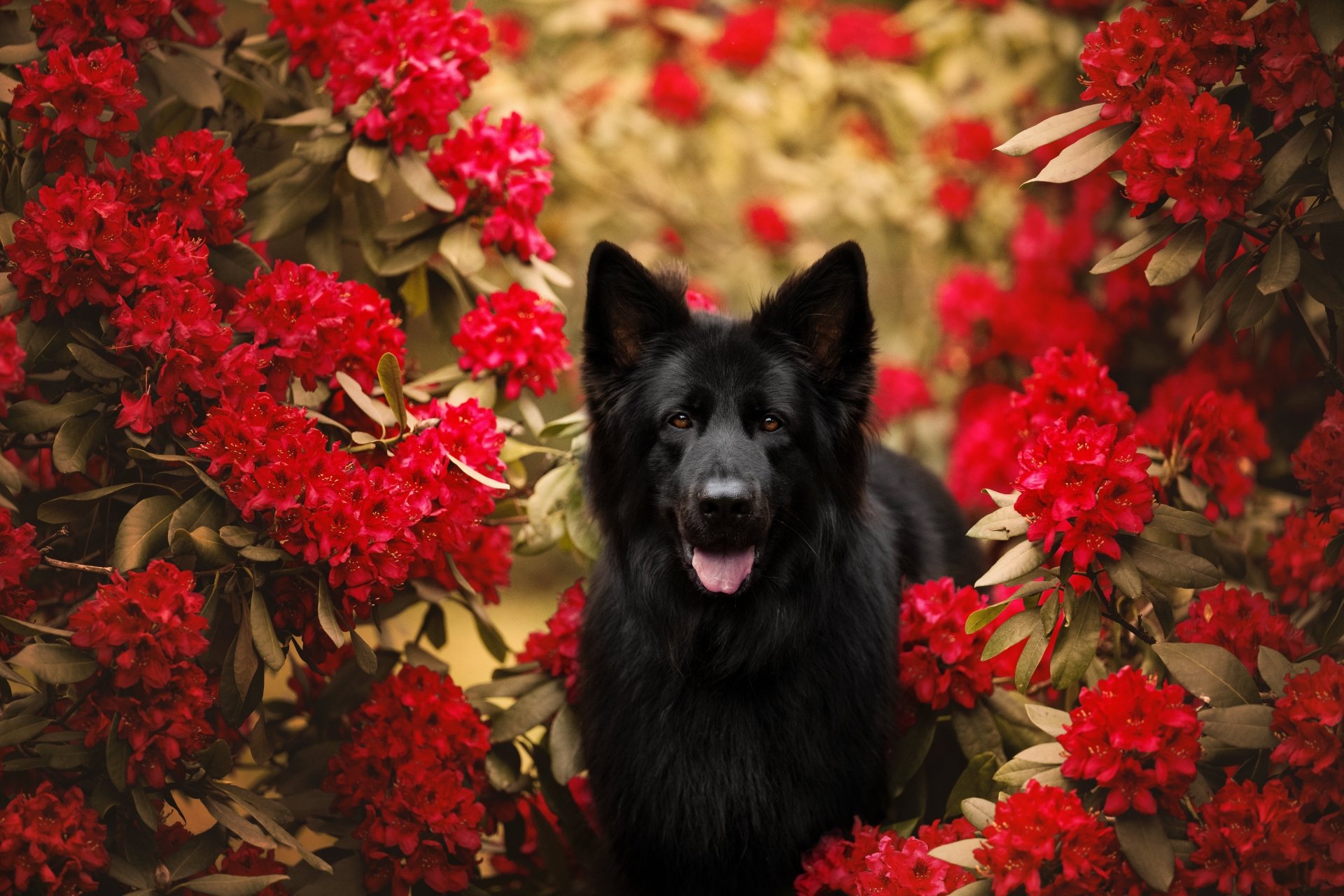 A black German Shepherd surrounded by vibrant red flowers in a 4K Ultra HD PC desktop wallpaper and background.